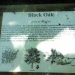 Townsend River Walk - Black Oak
