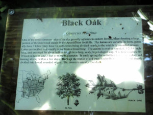 Townsend River Walk - Black Oak